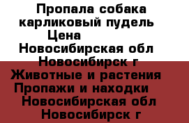 Пропала собака-карликовый пудель › Цена ­ 30 000 - Новосибирская обл., Новосибирск г. Животные и растения » Пропажи и находки   . Новосибирская обл.,Новосибирск г.